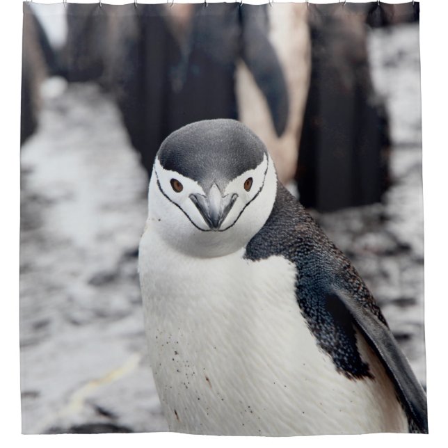 CHINSTRAP PENGUIN SHOWER CURTAIN (Front)