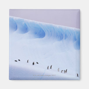 Chinstrap Penguin, South Orkney Islands Magnet