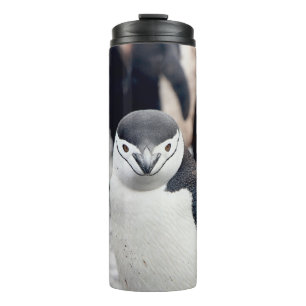 CHINSTRAP PENGUIN THERMAL TUMBLER