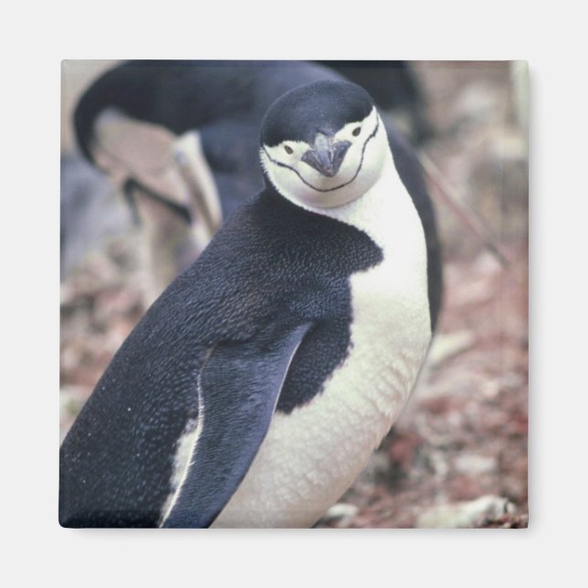 Chinstrap Penguin with Baby Magnet (Front)