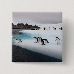 Chinstrap Penguins 15 Cm Square Badge
