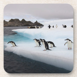 Chinstrap Penguins Coaster