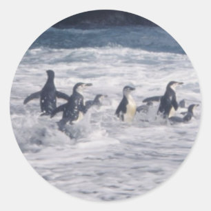 Chinstrap Penguins in the beach surf Classic Round Sticker