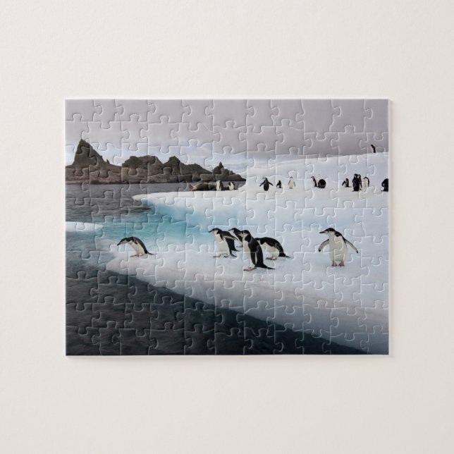 Chinstrap Penguins Jigsaw Puzzle (Horizontal)