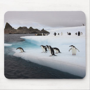 Chinstrap Penguins Mouse Pad