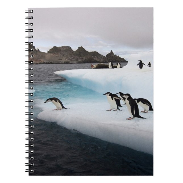 Chinstrap Penguins Notebook (Front)