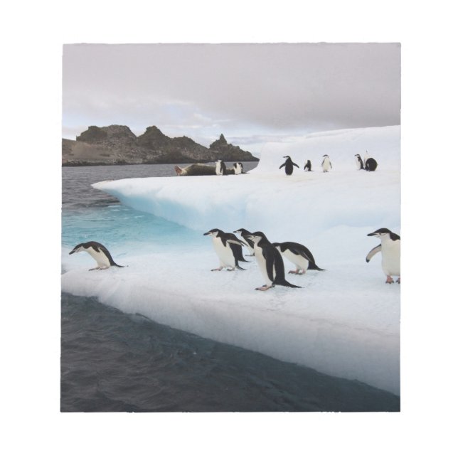 Chinstrap Penguins Notepad (Front)