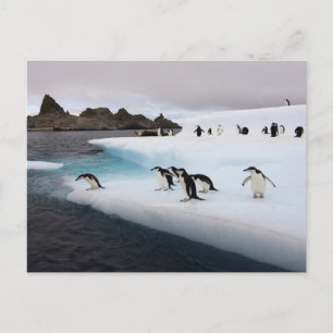 Chinstrap Penguins Postcard