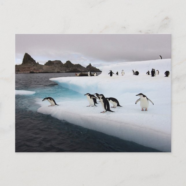 Chinstrap Penguins Postcard (Front)