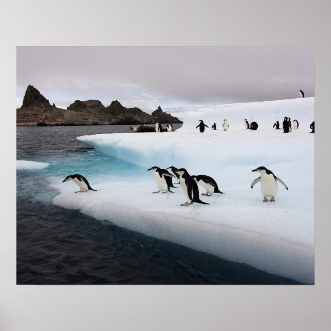 Chinstrap Penguins Poster (Front)