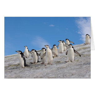 Chinstrap Penguins   Pygoscelis Antarctica