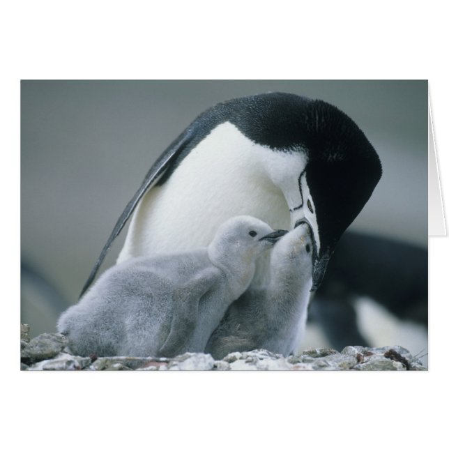 Chinstrap Penguins, Pygoscelis antarctica), (Front Horizontal)