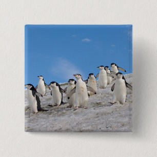 Chinstrap Penguins Pygoscelis Antarctica 15 Cm Square Badge