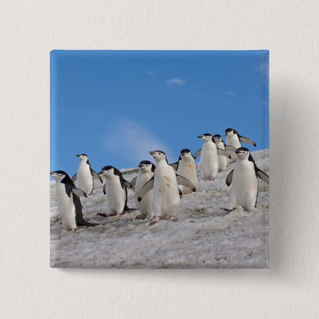 Chinstrap Penguins | Pygoscelis Antarctica 15 Cm Square Badge (Front)