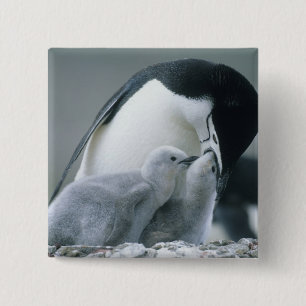 Chinstrap Penguins, Pygoscelis antarctica), 15 Cm Square Badge