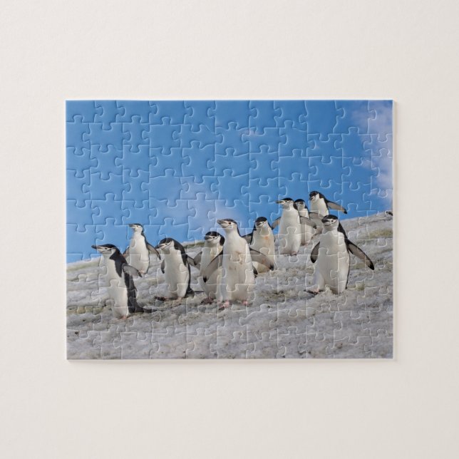 Chinstrap Penguins | Pygoscelis Antarctica Jigsaw Puzzle (Horizontal)