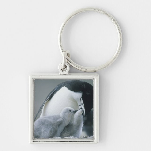 Chinstrap Penguins, Pygoscelis antarctica), Key Ring (Front)