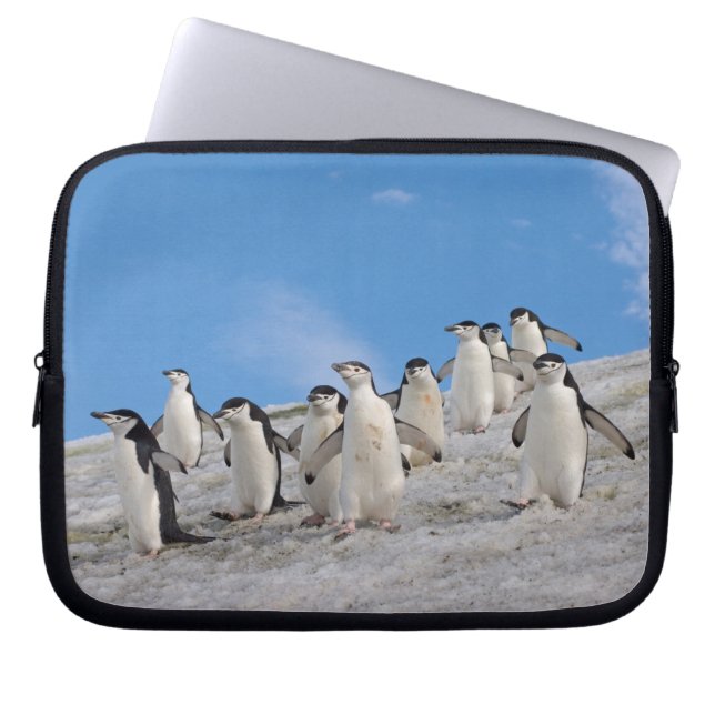 Chinstrap Penguins | Pygoscelis Antarctica Laptop Sleeve (Front)