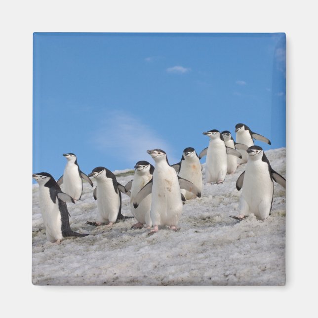 Chinstrap Penguins | Pygoscelis Antarctica Magnet (Front)