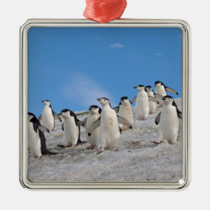 Chinstrap Penguins Pygoscelis Antarctica Metal Ornament
