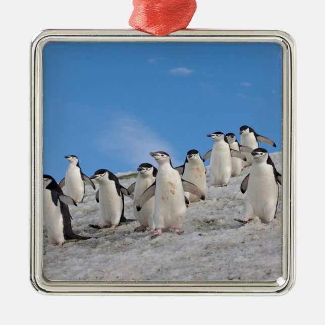 Chinstrap Penguins | Pygoscelis Antarctica Metal Ornament (Front)
