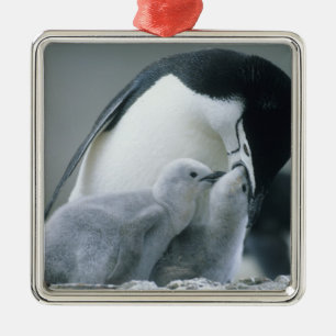 Chinstrap Penguins, Pygoscelis antarctica), Metal Ornament