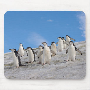 Chinstrap Penguins   Pygoscelis Antarctica Mouse Pad