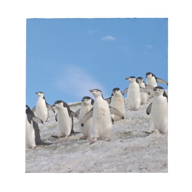 Chinstrap Penguins | Pygoscelis Antarctica Notepad (Front)