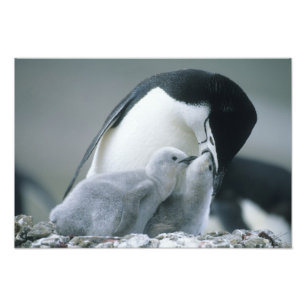 Chinstrap Penguins, Pygoscelis antarctica), Photo Print