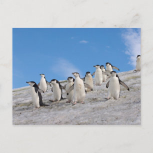 Chinstrap Penguins Pygoscelis Antarctica Postcard