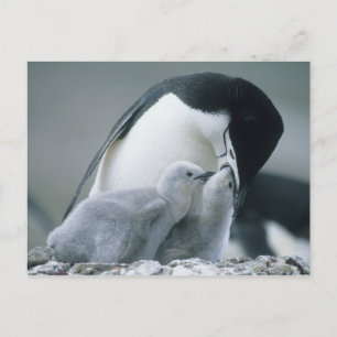 Chinstrap Penguins, Pygoscelis antarctica), Postcard