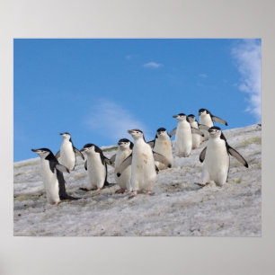 Chinstrap Penguins   Pygoscelis Antarctica Poster