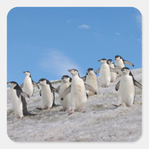 Chinstrap Penguins Pygoscelis Antarctica Square Sticker