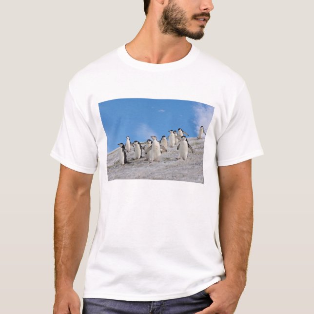 Chinstrap Penguins | Pygoscelis Antarctica T-Shirt (Front)