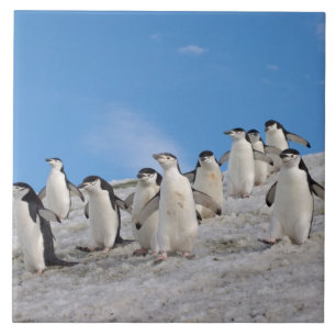 Chinstrap Penguins Pygoscelis Antarctica Tile