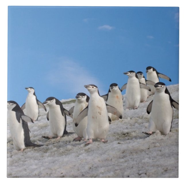 Chinstrap Penguins | Pygoscelis Antarctica Tile (Front)