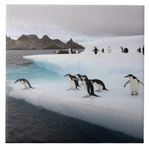 Chinstrap Penguins Tile