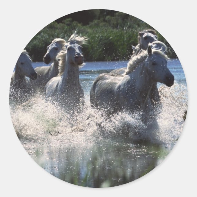Chintoteague Ponies Crossing Channel Classic Round Sticker (Front)