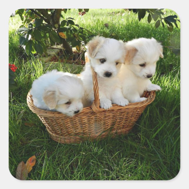 Chiots, Coton de Tulear, Puppies Square Sticker (Front)