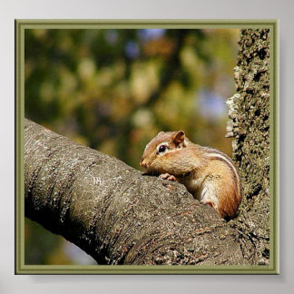 Chip or Dale? Poster