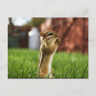 Chipmun Praying Postcard