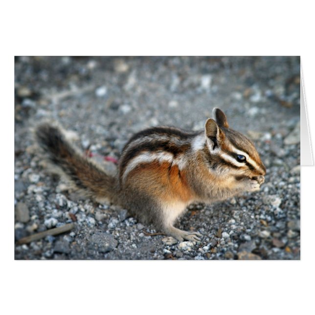 Chipmunk (Front Horizontal)