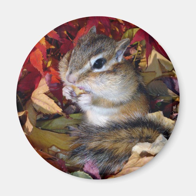 Chipmunk , Autumn (8)　photo Magnet (Front)