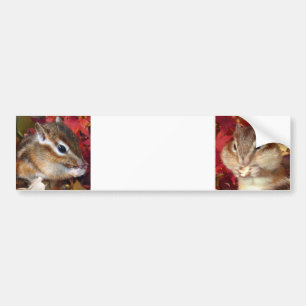 Chipmunk , Autumn (9)　photo Bumper Sticker