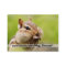 Chipmunk Business Cards