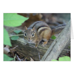 Chipmunk card
