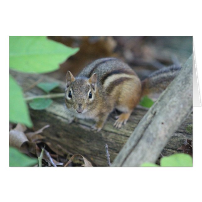 Chipmunk card (Front Horizontal)