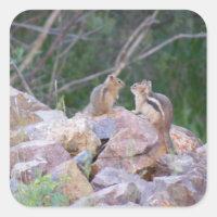 Chipmunk Chatter