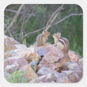 Chipmunk Chatter Square Sticker