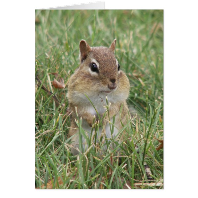 Chipmunk Cheeks Card (Front)
